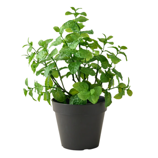 Organic Mint (2 Gallon Pot)