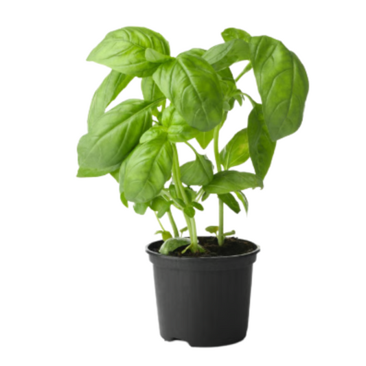 Organic Basil (2 Gallon Pot)
