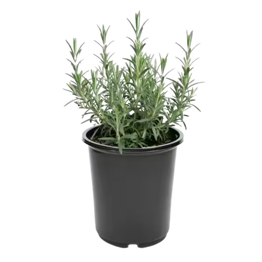 Organic Rosemary (2 Gallon Pot)